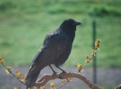 Fonds d'cran Animaux Gentil corbeau