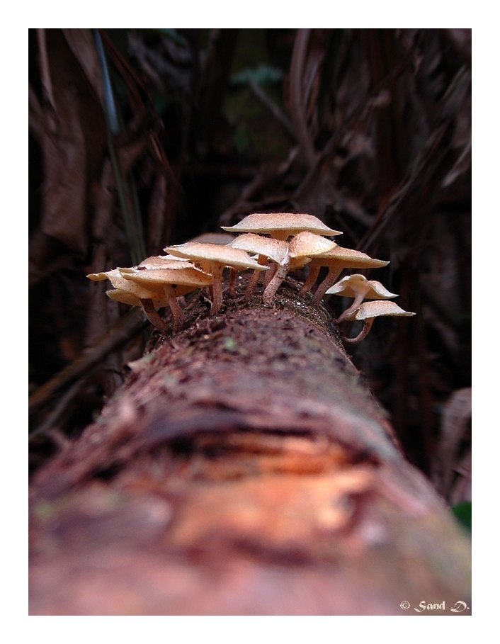 Fonds d'cran Nature Champignons 