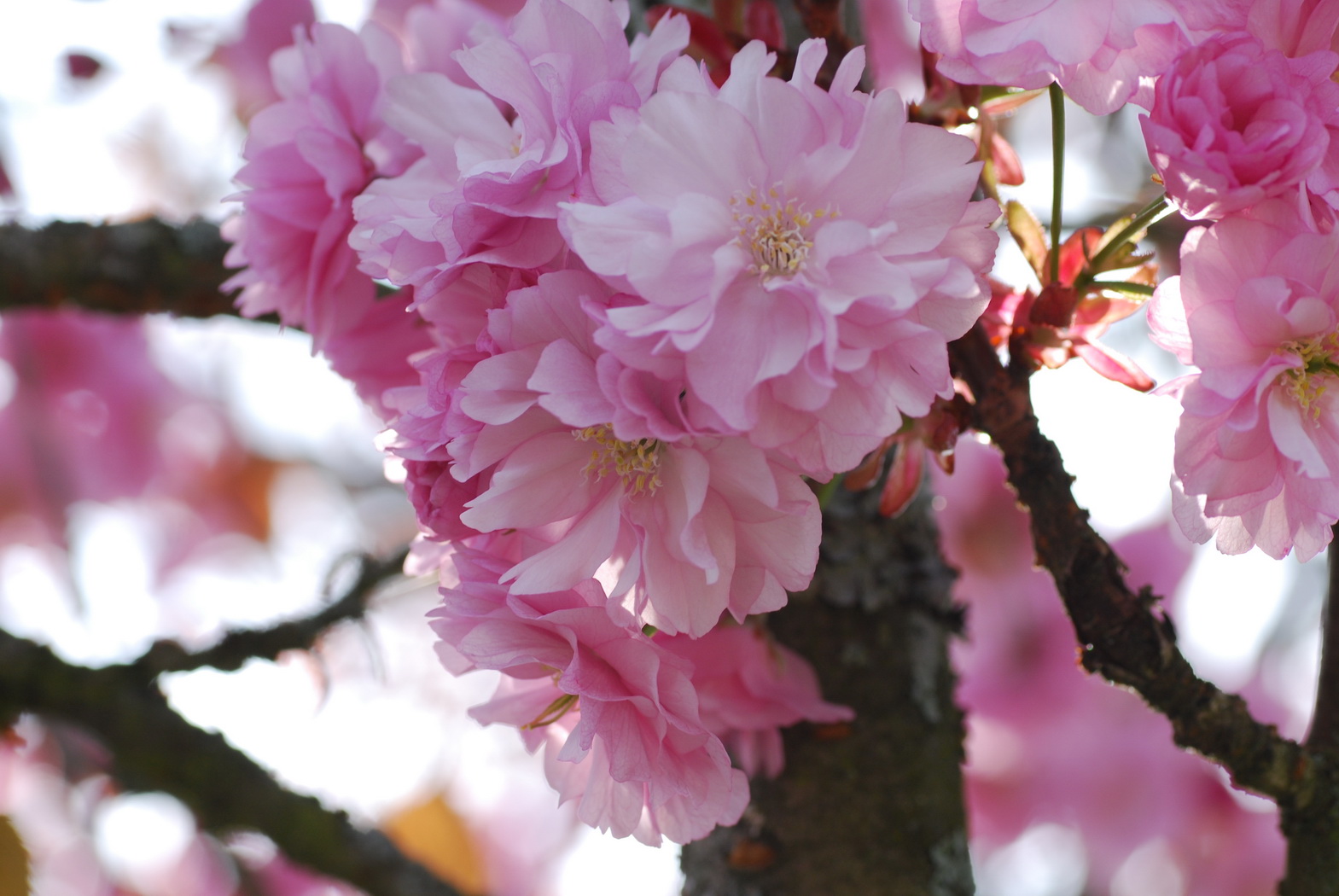 Fonds d'cran Nature Fleurs petites fleurs du printemps