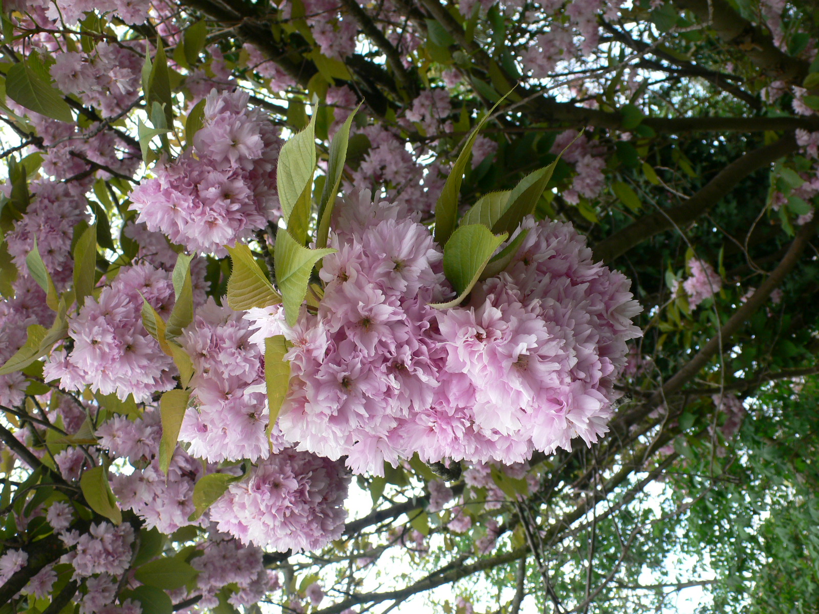 Fonds d'cran Nature Fleurs Regardez la grappe sans la dguster !