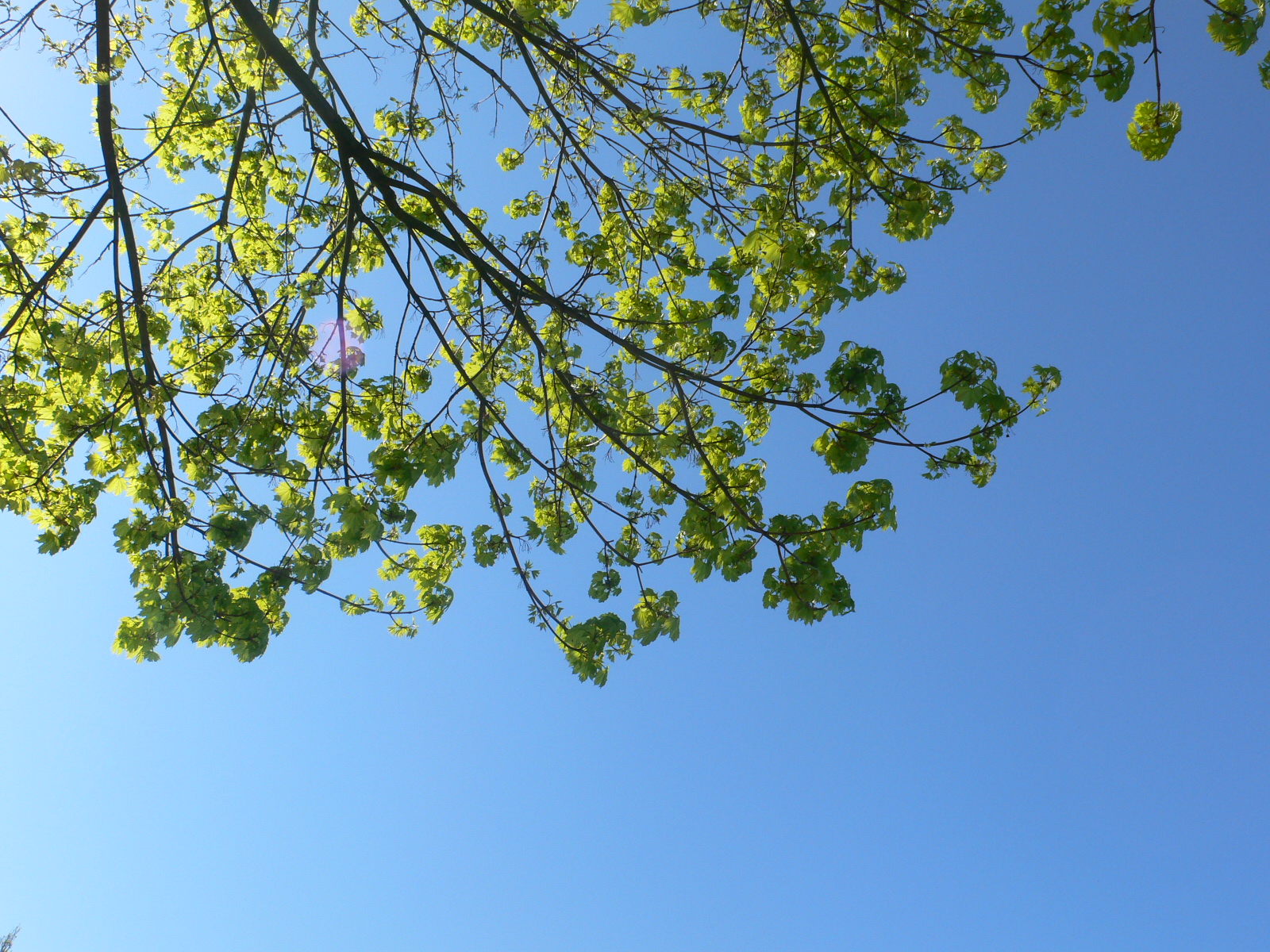 Fonds d'cran Nature Arbres - Forts 