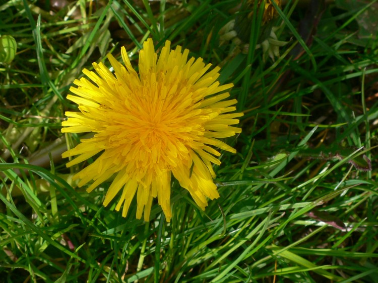 Wallpapers Nature Flowers Le soleil est tomb dans l'herbe !