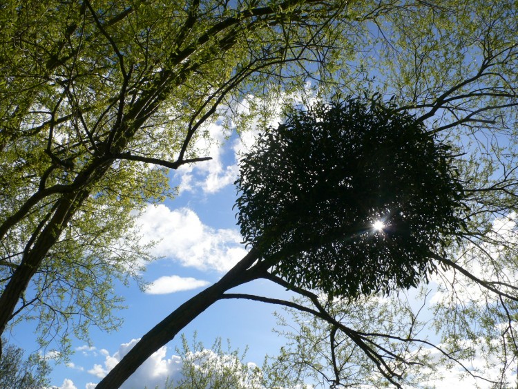 Fonds d'cran Nature Arbres - Forts Le soleil a perc le ballon de gui !