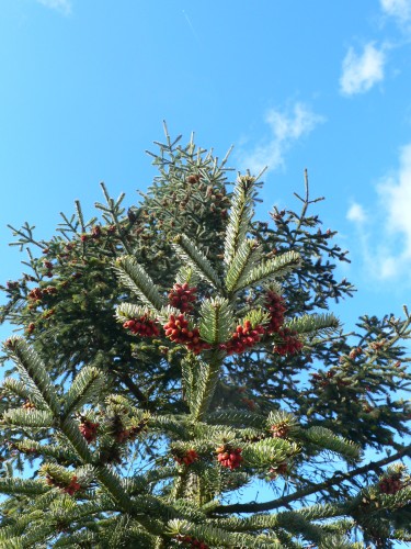 Fonds d'cran Nature Arbres - Forts Sapin de Nol en avril !