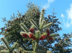 Fonds d'cran Nature Sapin de Nol en avril !