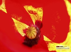 Fonds d'cran Nature coquelicot 3