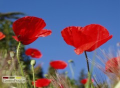 Fonds d'cran Nature coquelicot 5