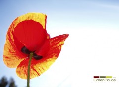 Fonds d'cran Nature coquelicot 6