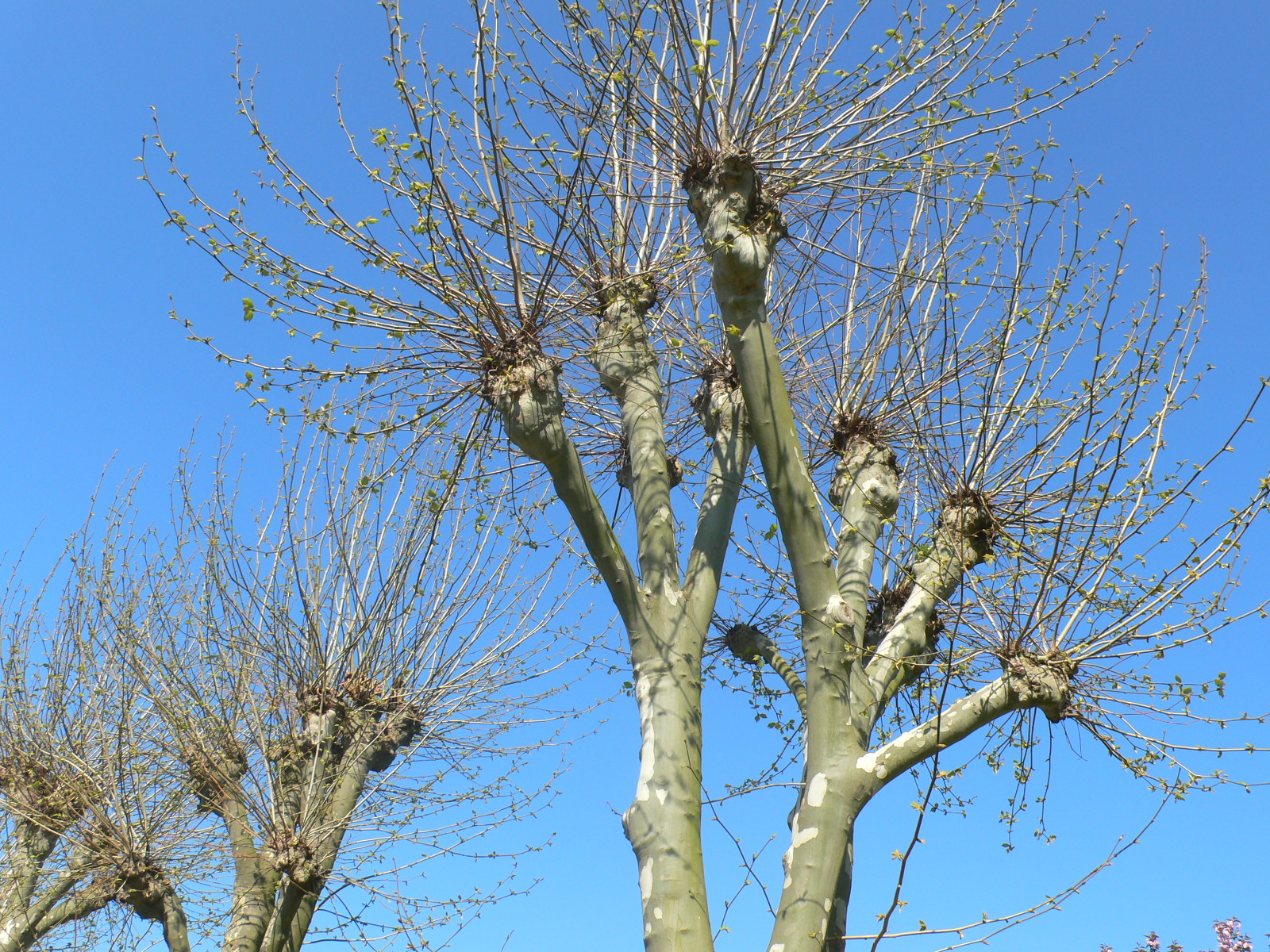 Fonds d'cran Nature Arbres - Forts 