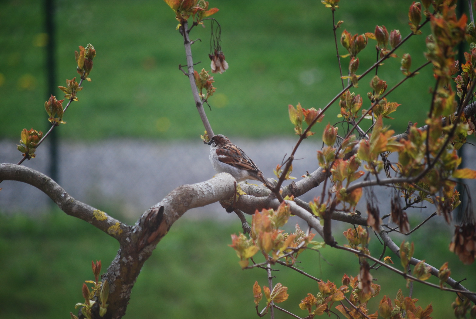 Wallpapers Animals Birds - Sparrows moineau contemplatif