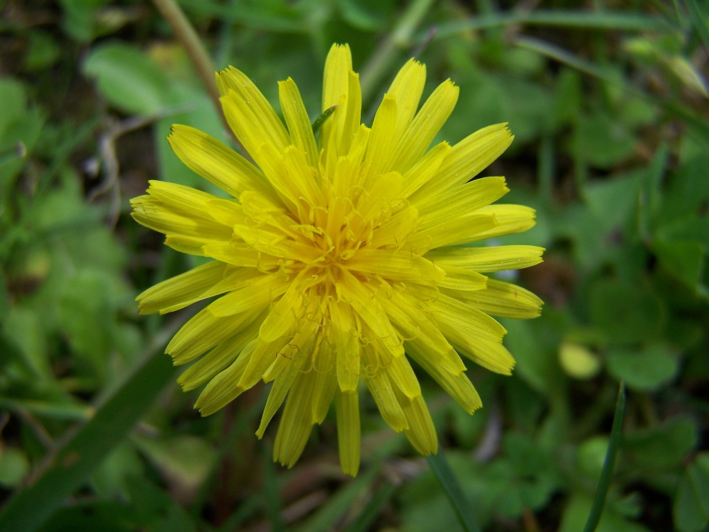 Fonds d'cran Nature Fleurs petit pissenlit...