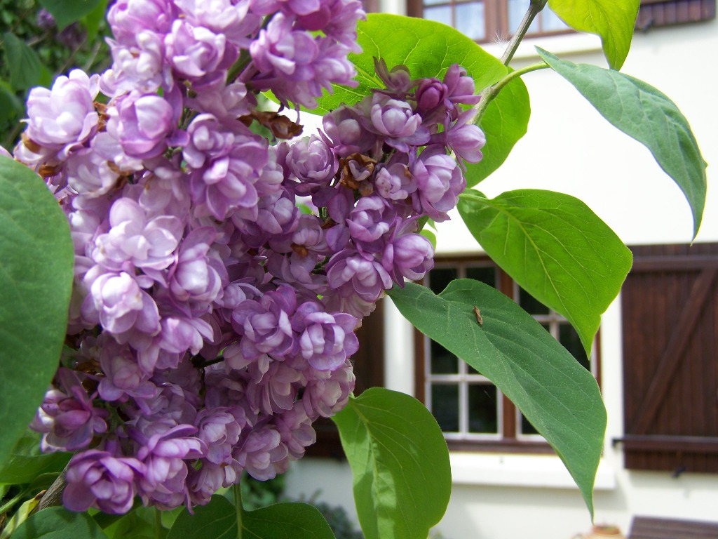 Fonds d'cran Nature Fleurs lilas