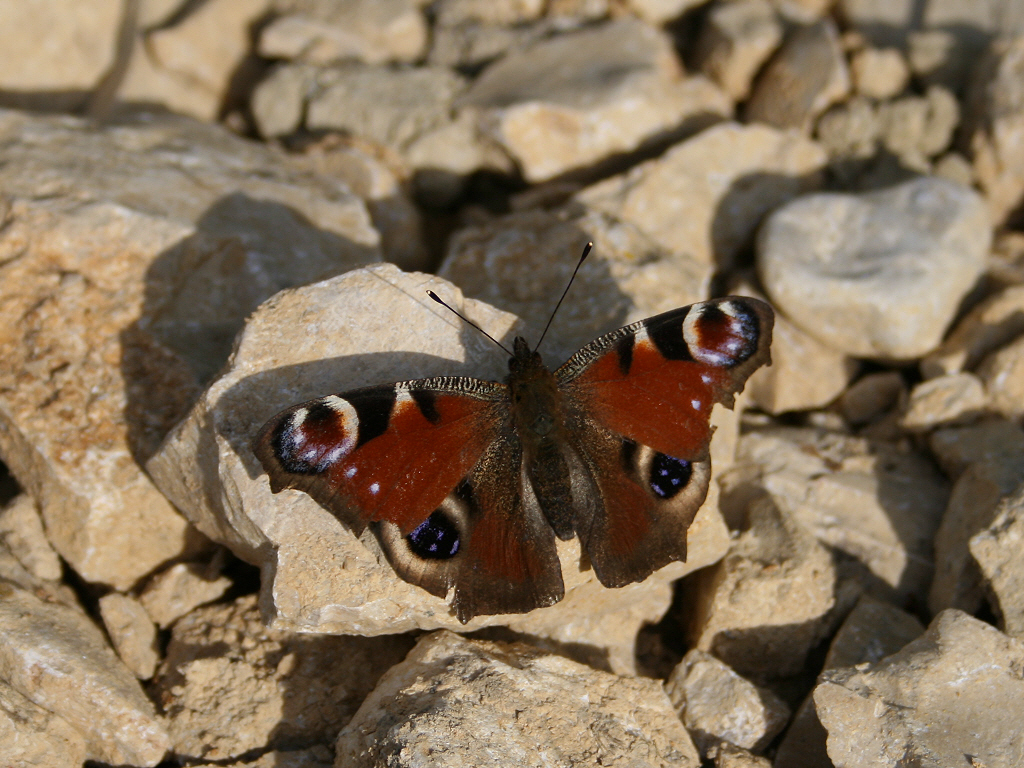 Fonds d'cran Animaux Insectes - Papillons Premier papillon