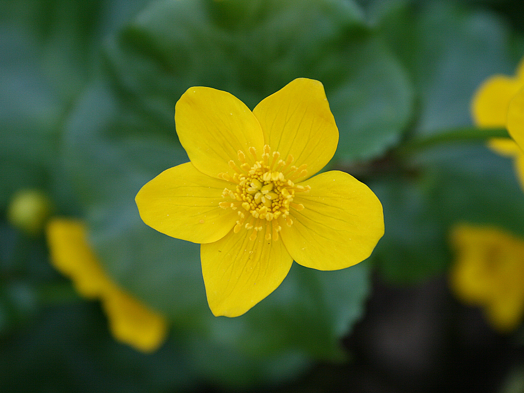 Fonds d'cran Nature Fleurs Premire fleur