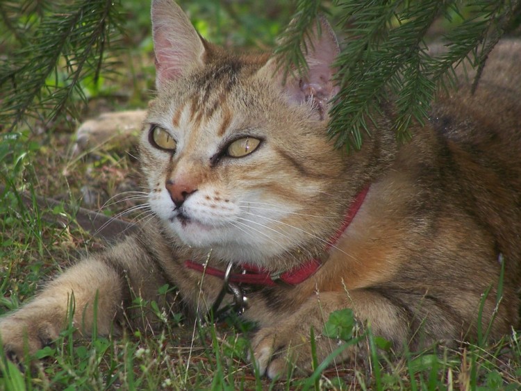 Fonds d'cran Animaux Chats - Chatons Wallpaper N201135