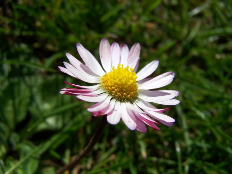 Fonds d'cran Nature Fleurs marguerite