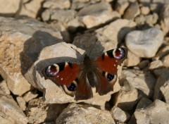 Fonds d'cran Animaux Premier papillon