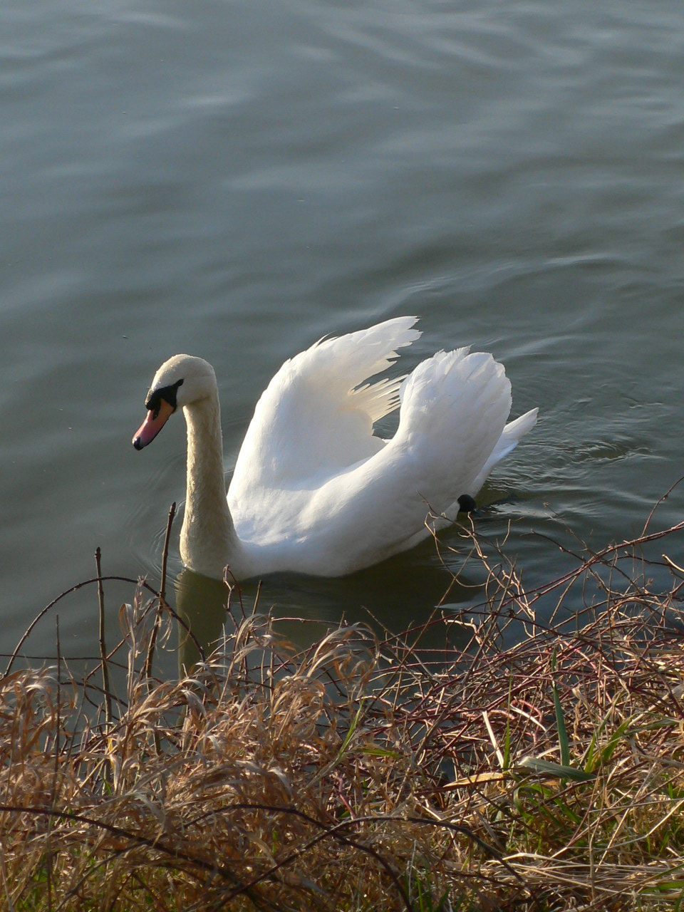 Wallpapers Animals Birds - Swans Srnit