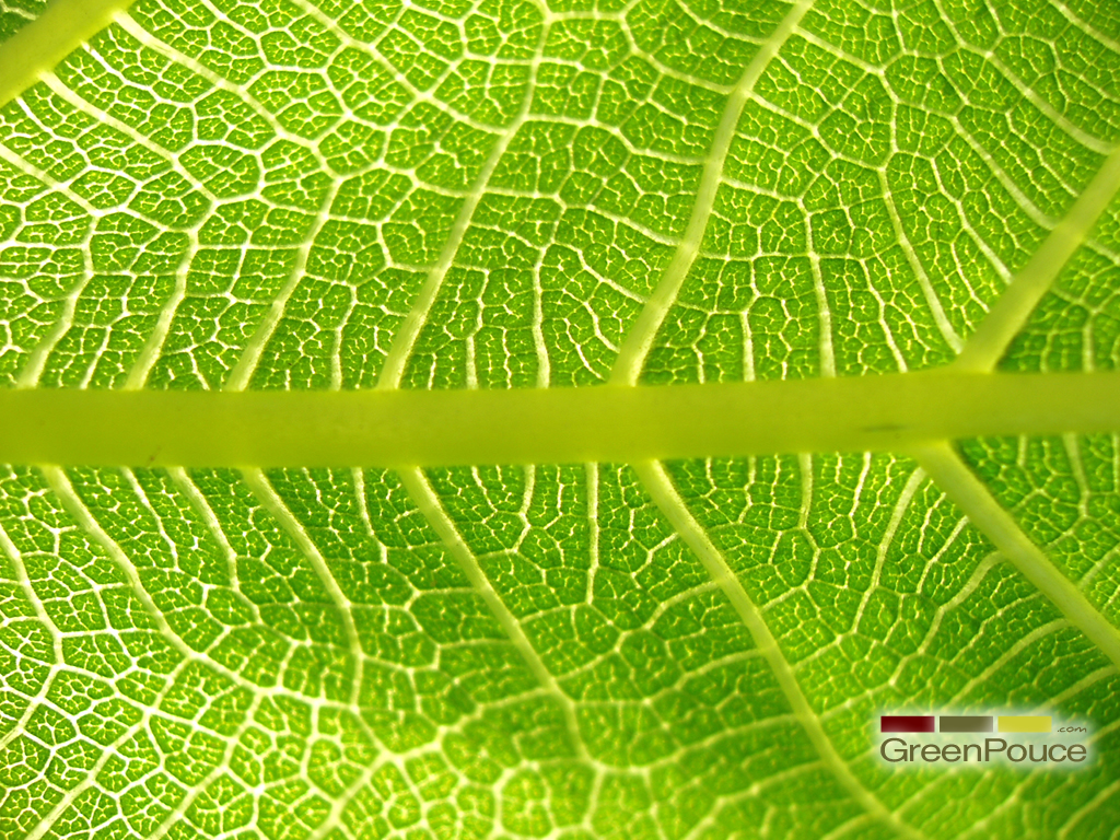 Fonds d'cran Nature Feuilles - Feuillages feuille 1