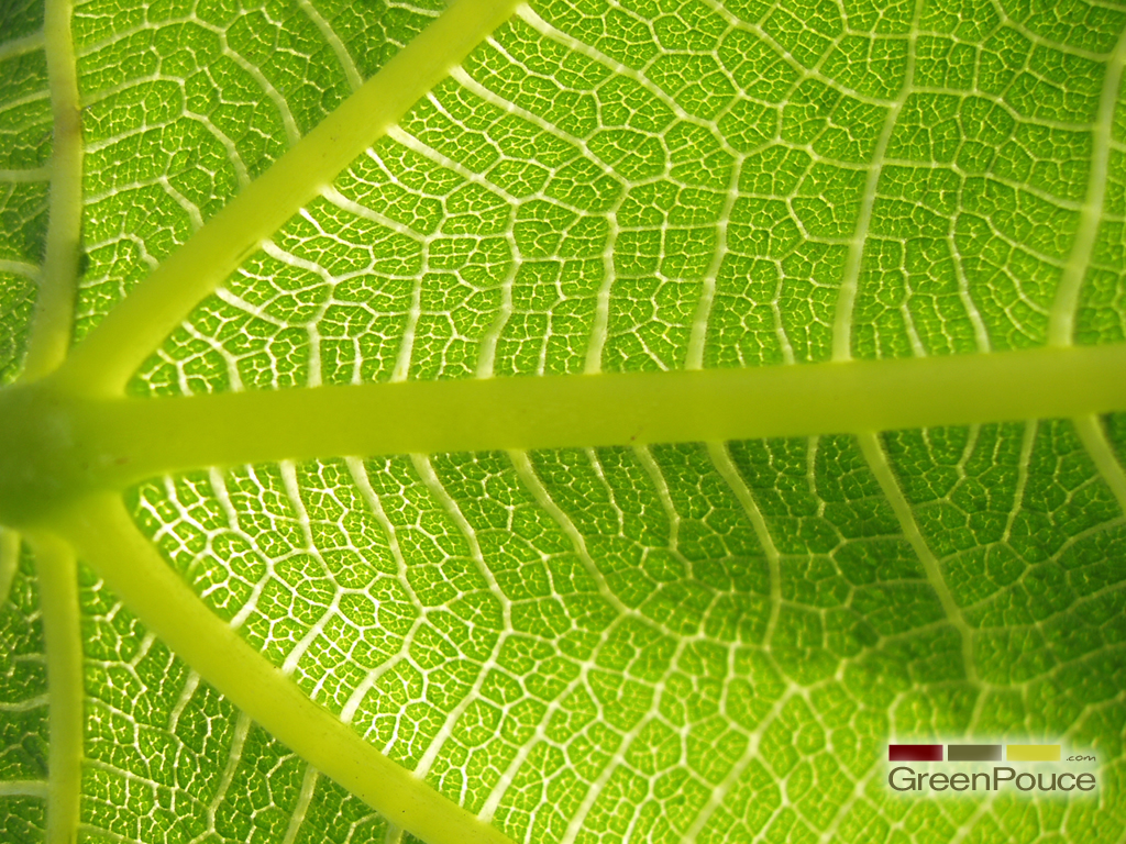 Fonds d'cran Nature Feuilles - Feuillages 