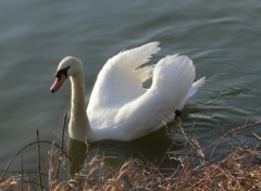 Fonds d'cran Animaux Srnit