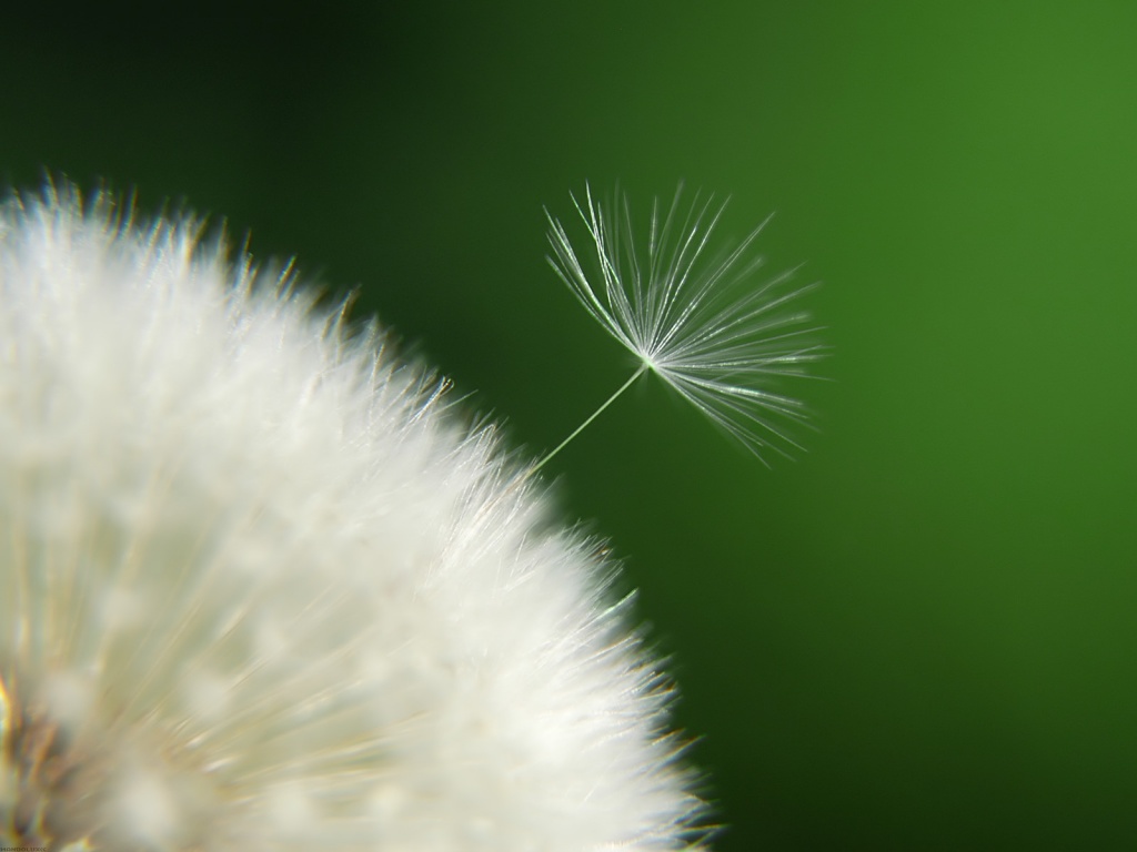 Fonds d'cran Nature Fleurs Diente de len