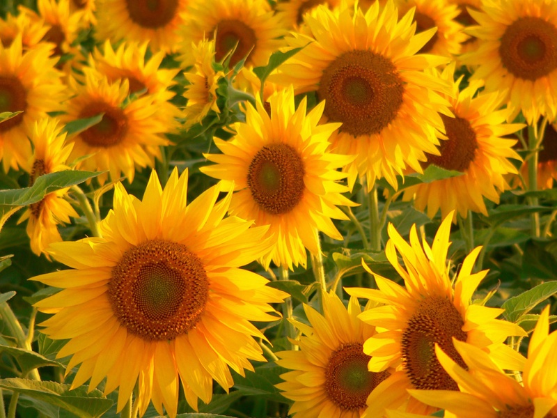 Fonds d'cran Nature Fleurs Girasoles