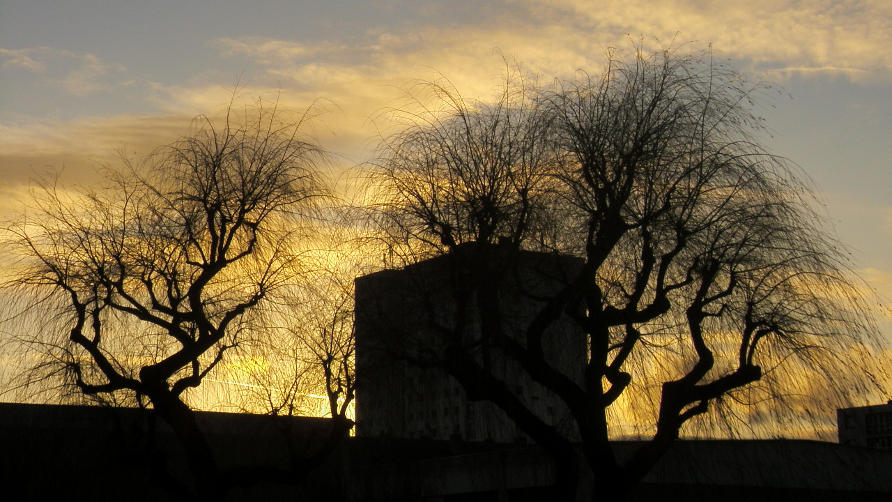 Fonds d'cran Nature Couchers et levers de Soleil le coucher de soleil sur les saules