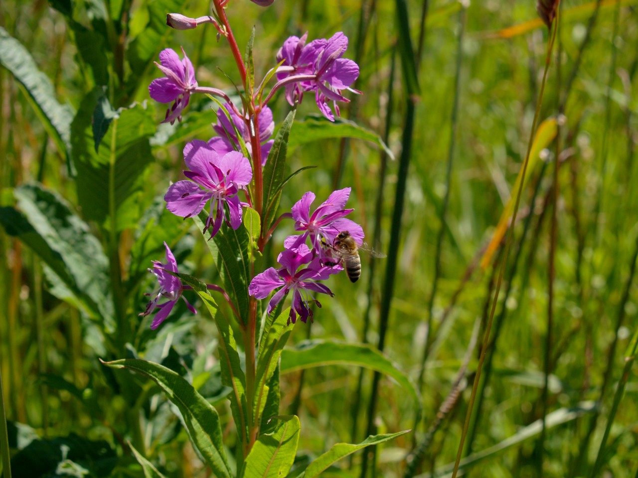 Wallpapers Nature Flowers 