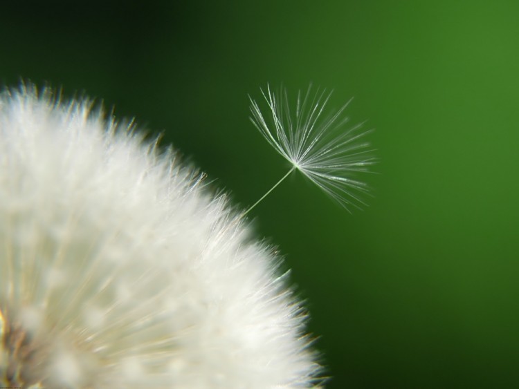 Fonds d'cran Nature Fleurs Diente de len