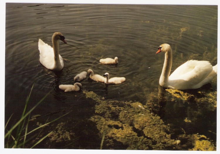 Fonds d'cran Animaux Divers LA FAMILLE CYGNES