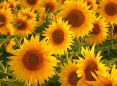 Fonds d'cran Nature Girasoles