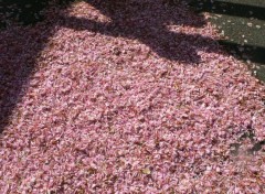 Fonds d'cran Nature Neige rose en avril : fleurs de cerisiers !