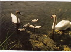 Fonds d'cran Animaux LA FAMILLE CYGNES