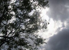 Fonds d'cran Nature des branches suspendues au soleil