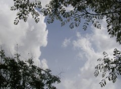 Fonds d'cran Nature les arbres entourent les nuages