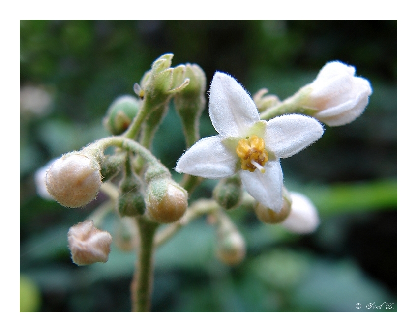 Fonds d'cran Nature Fleurs Avec dlicatesse...