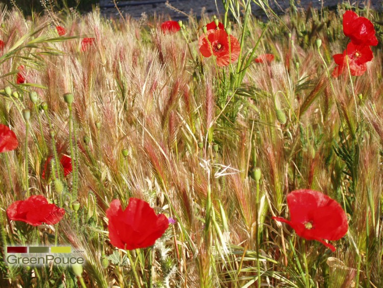 Fonds d'cran Nature Fleurs Mai dans le sud