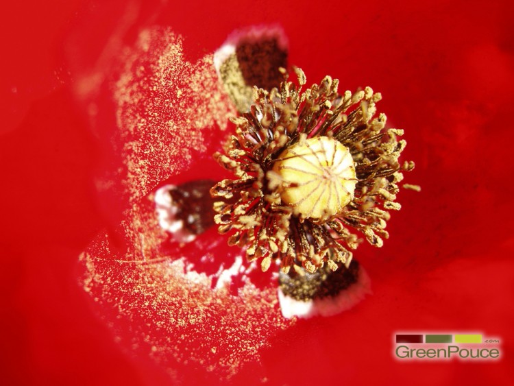 Wallpapers Nature Flowers Pollen