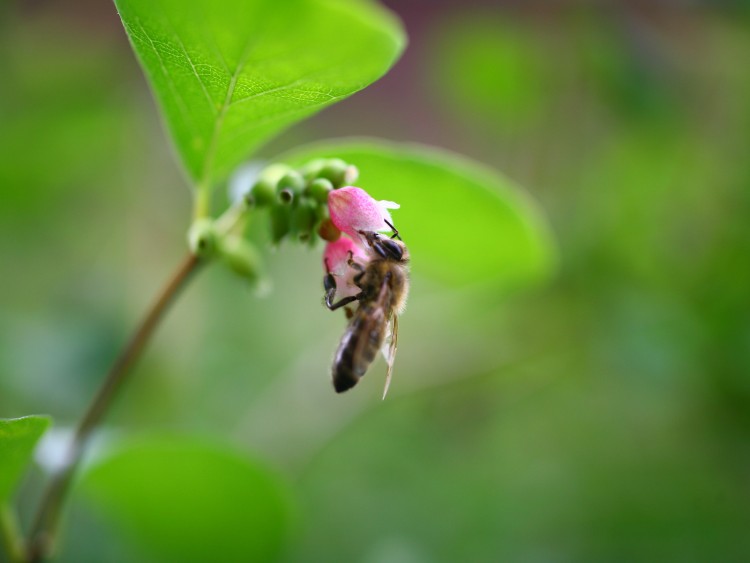 Fonds d'cran Animaux Insectes - Abeilles Gupes ... Nectar