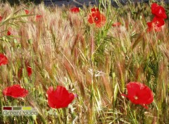 Fonds d'cran Nature Mai dans le sud