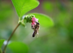 Fonds d'cran Animaux Nectar