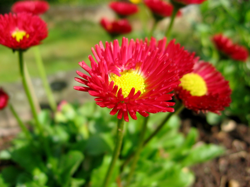 Fonds d'cran Nature Fleurs 