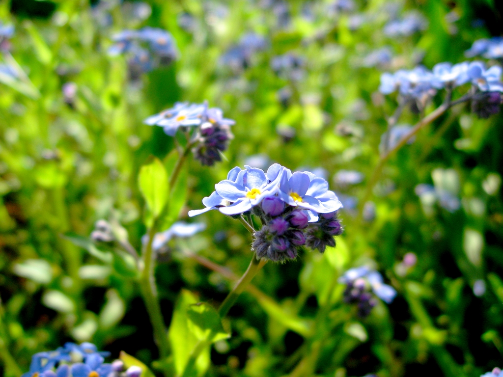 Fonds d'cran Nature Fleurs 