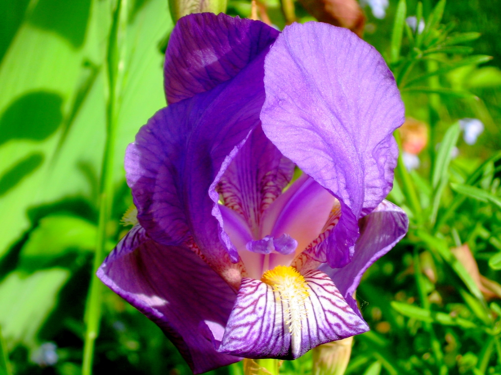 Fonds d'cran Nature Fleurs 