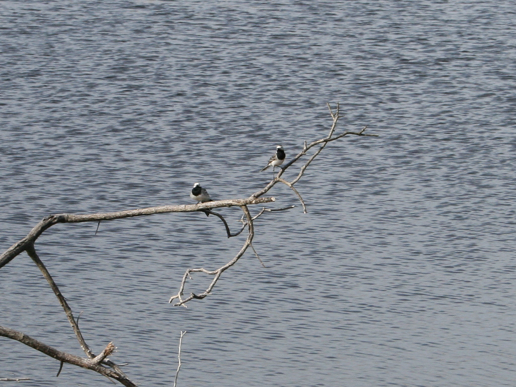 Fonds d'cran Animaux Oiseaux - Divers Bergeronnettes grises