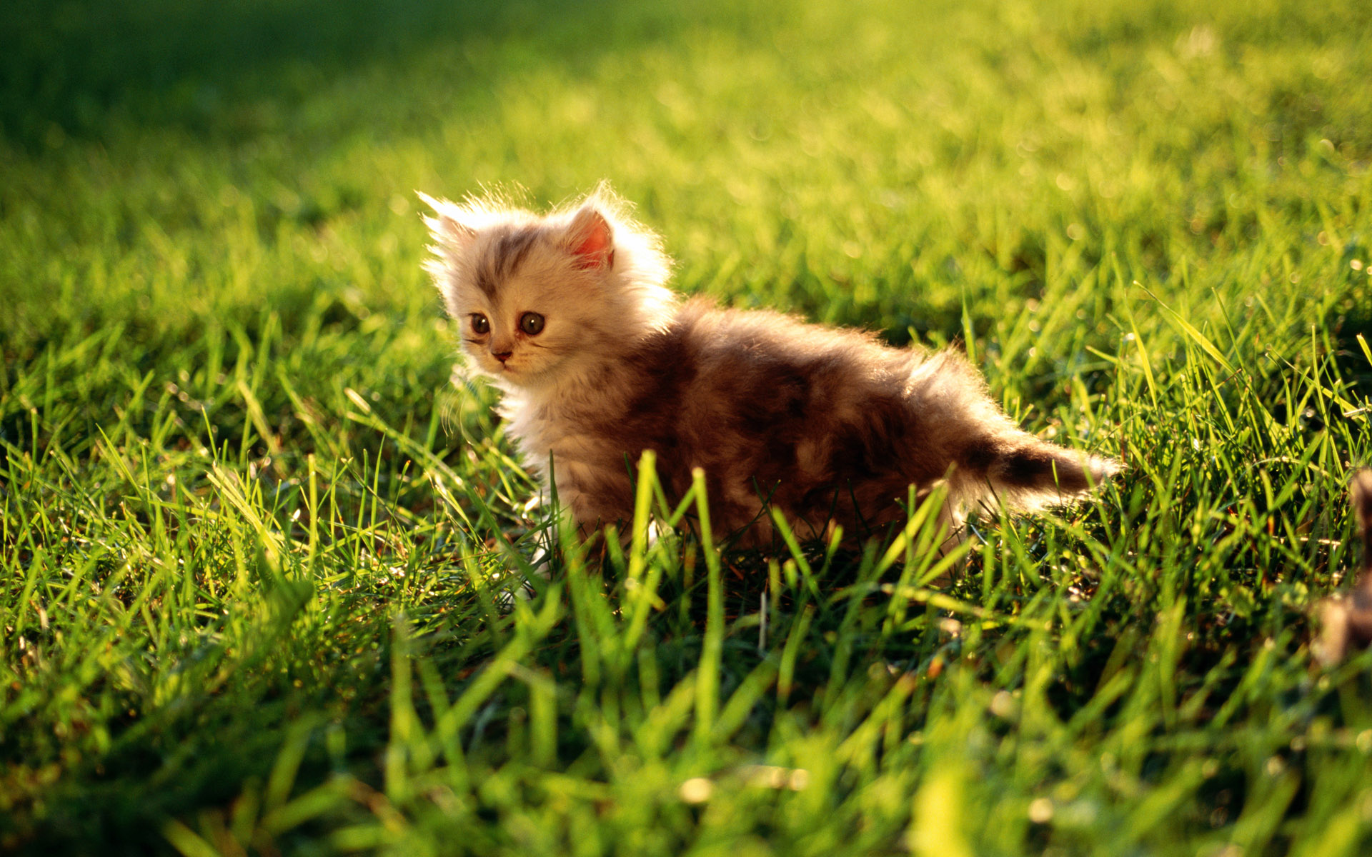 Wallpapers Animals Cats - Kittens Chaton dans la nature