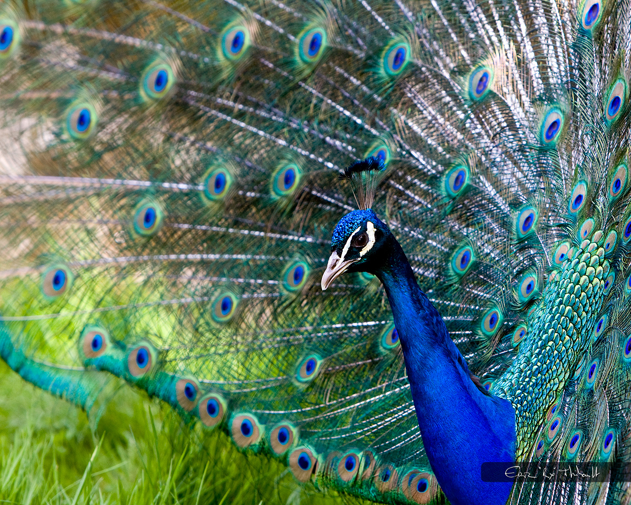 Fonds d'cran Animaux Oiseaux - Paons Paon faisant la roue