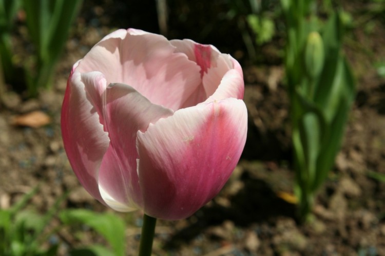 Fonds d'cran Nature Fleurs Reine du jardin