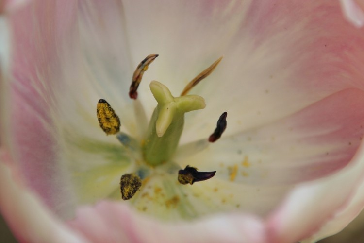 Fonds d'cran Nature Fleurs Au coeur d'une tulipe